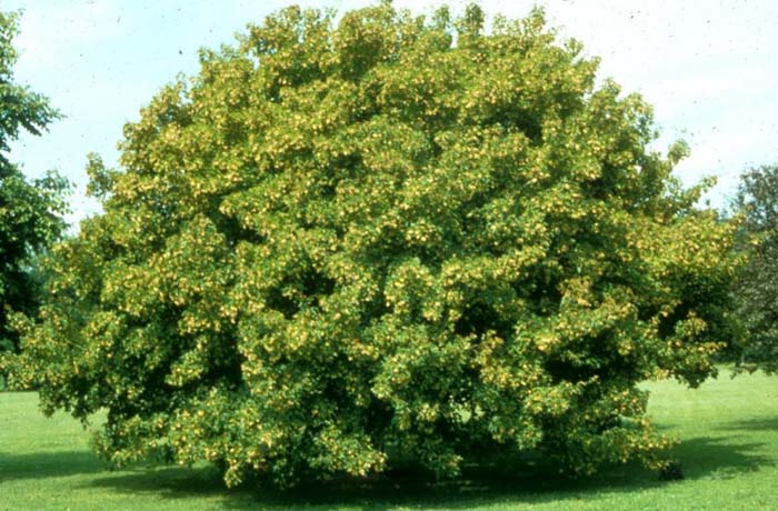 Plant photo of: Acer tataricum