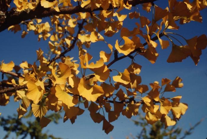Plant photo of: Ginkgo biloba 'Autumn Gold'