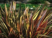 Rainbow Warrior New Zealand Flax