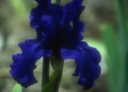 Dusky Challenger Bearded Iris