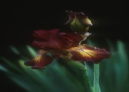 Paprika Fonos Bearded Iris