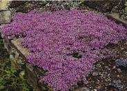 Mother-of-Thyme, Creeping Thyme
