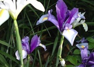 Dutch Iris or Spanish Iris