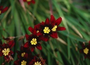 Sparaxis, Harlequin Flower