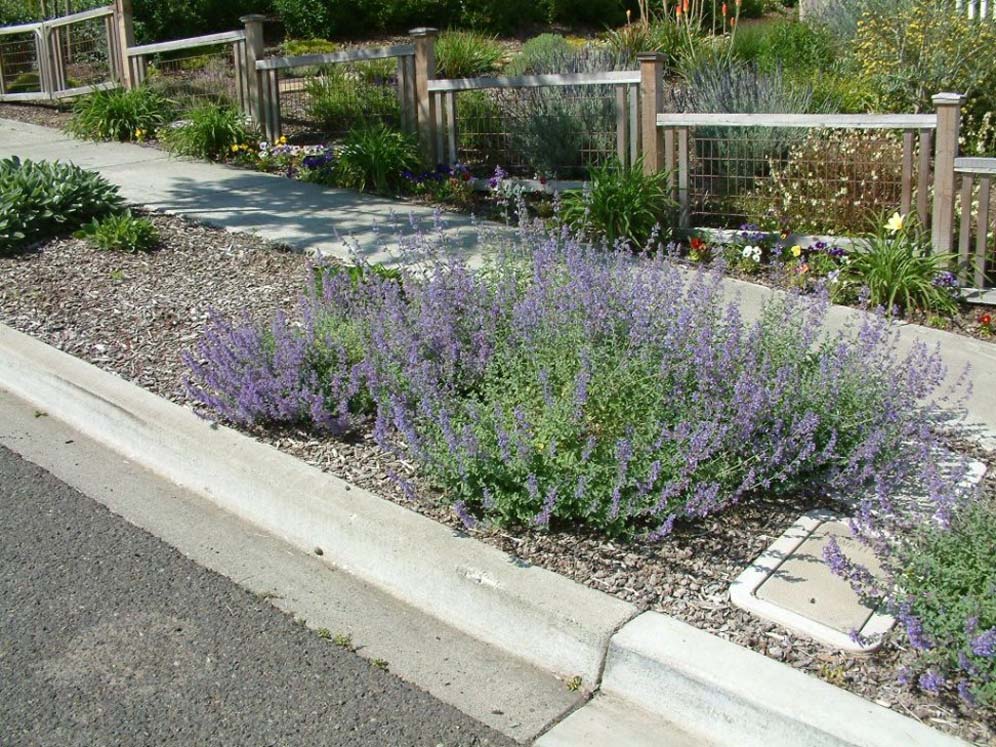 More Catmint in Parking Strip