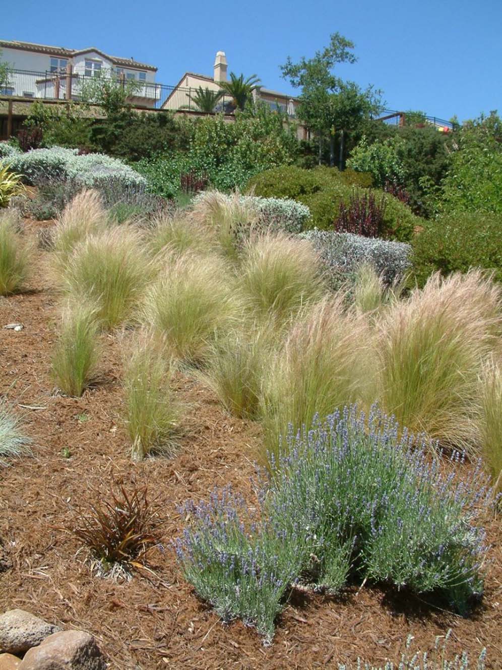 Feather Grass Hill