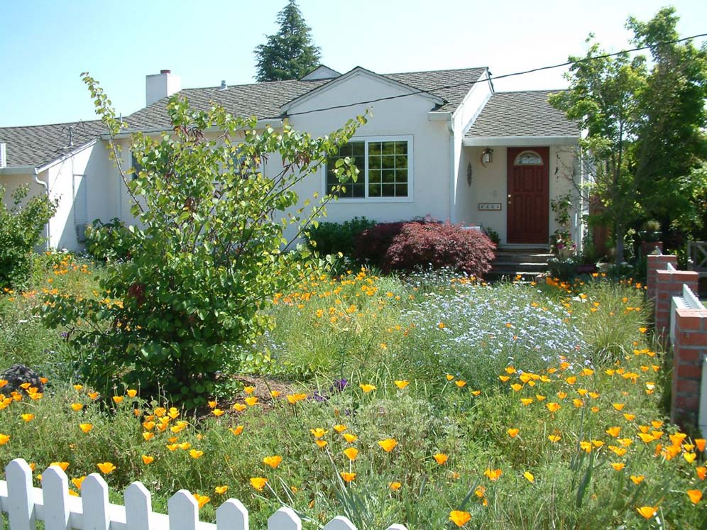 White Picket Fence and Poppies