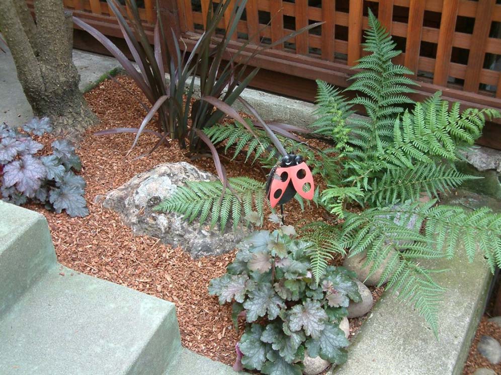 Very Large Ladybug