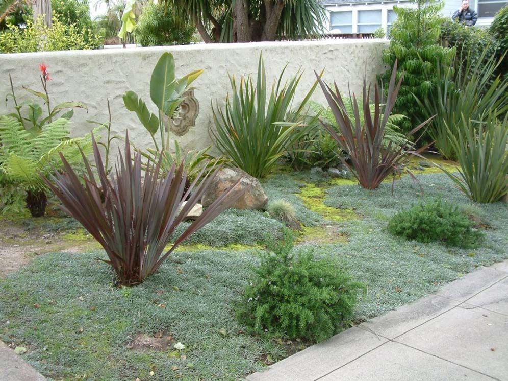 Sprouts of Flax