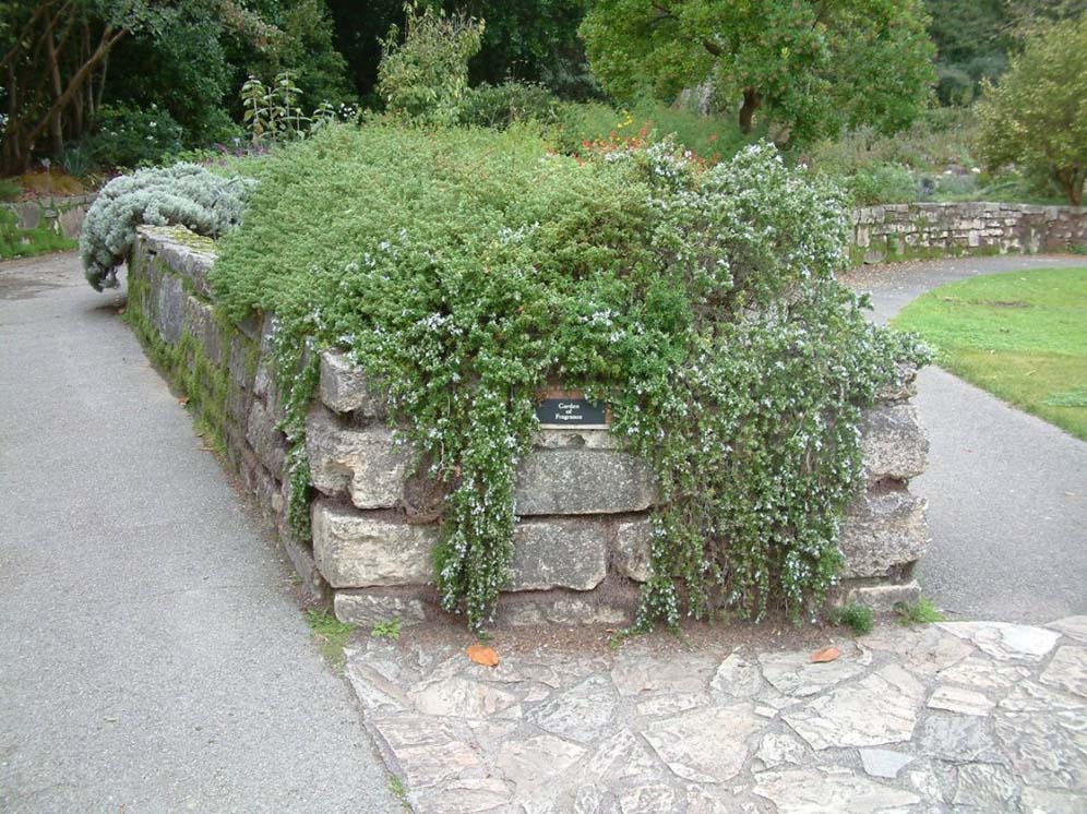 Strybing Raised Planter