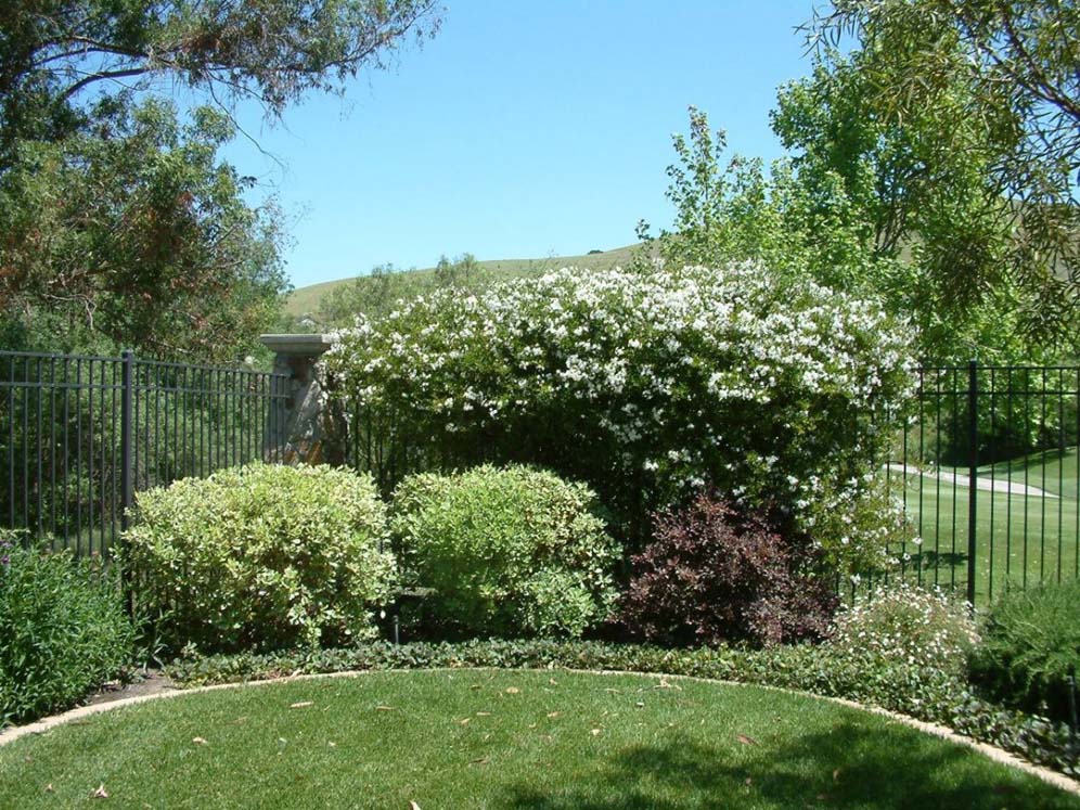 Vine-covered Railing