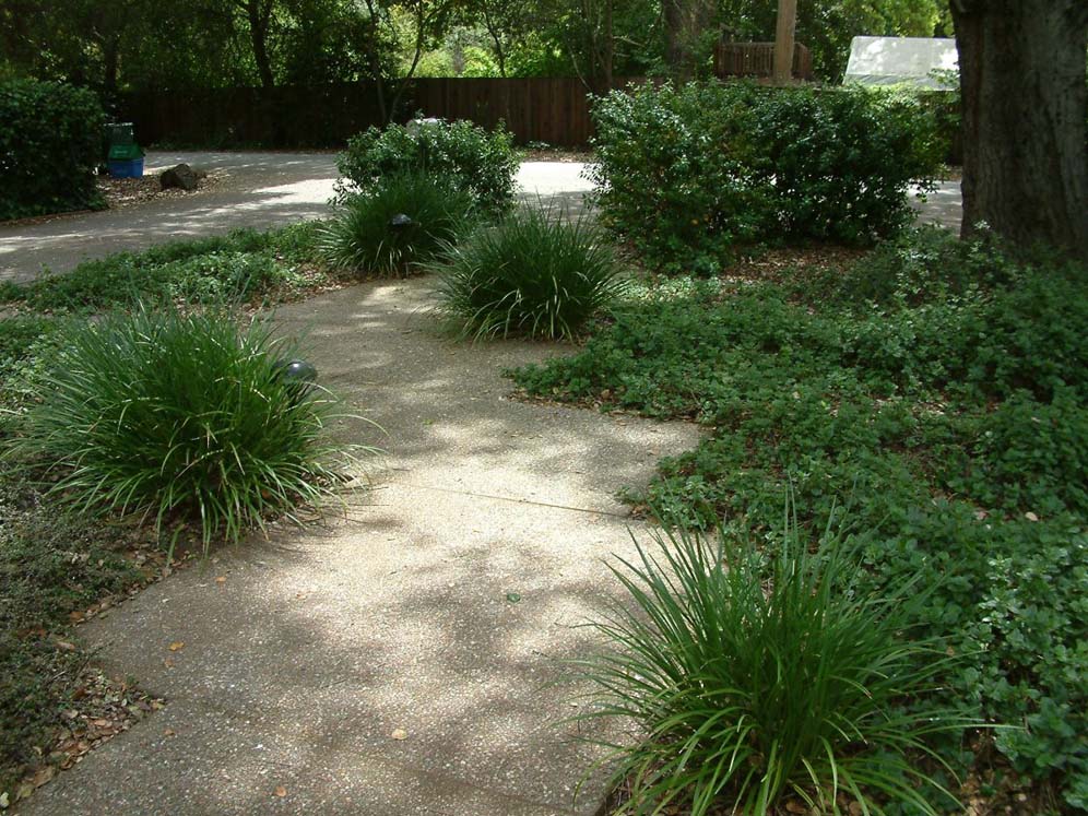 Shaded Foot Path