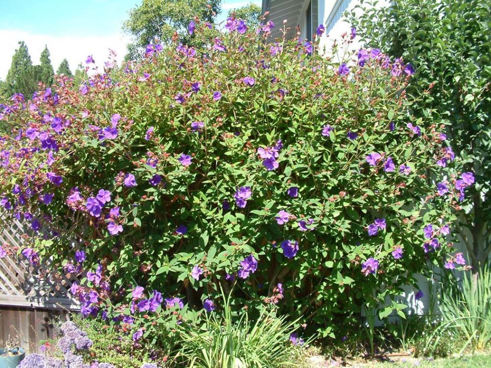 Purple Vining Hedge