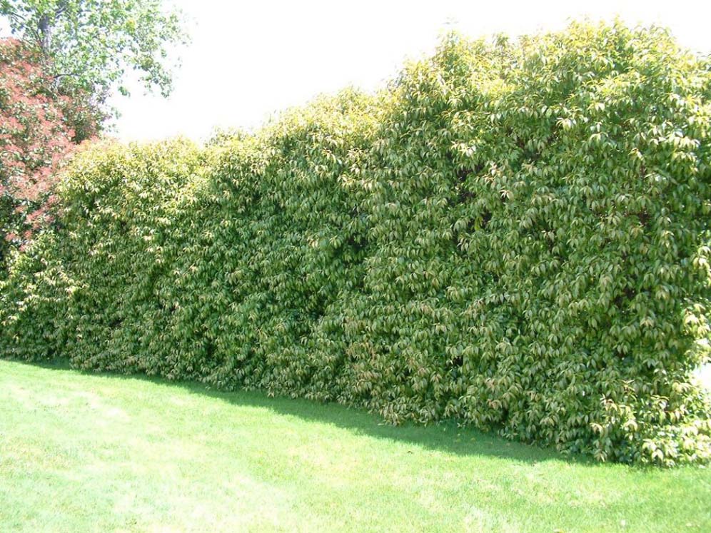 Napa Solid Hedge