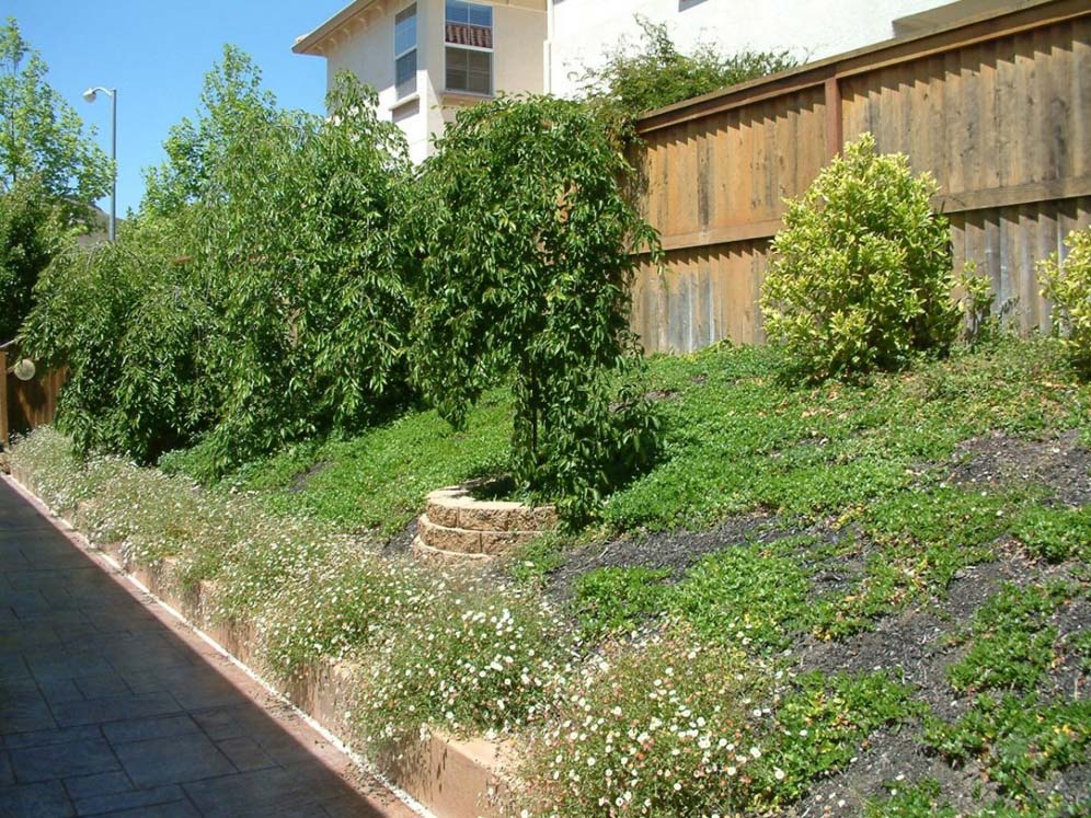 Hillside Next to Driveway