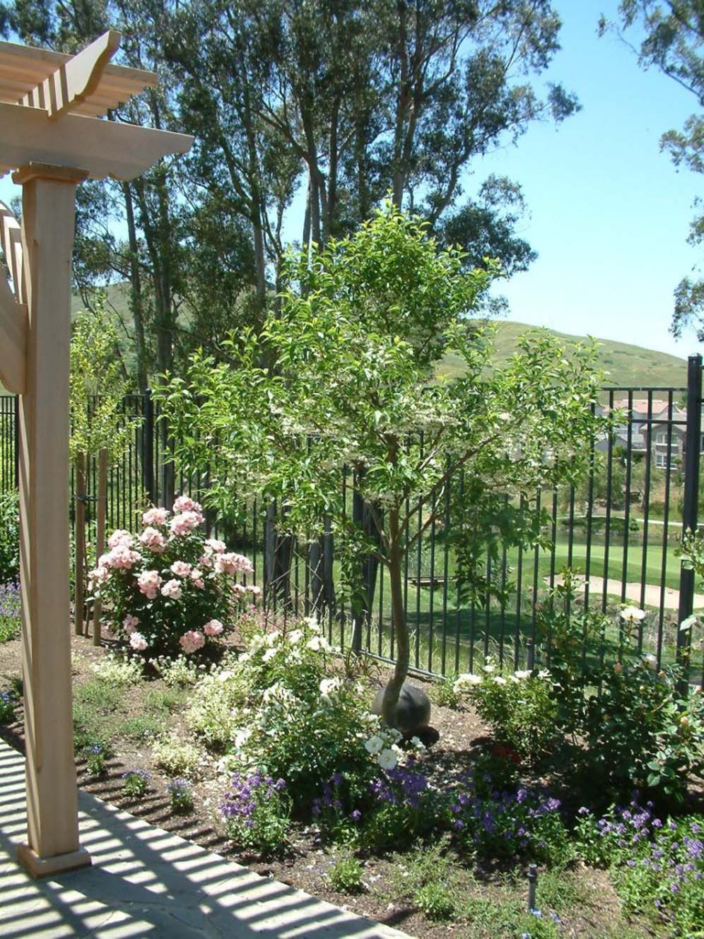 Border Shrubs Near Fencing