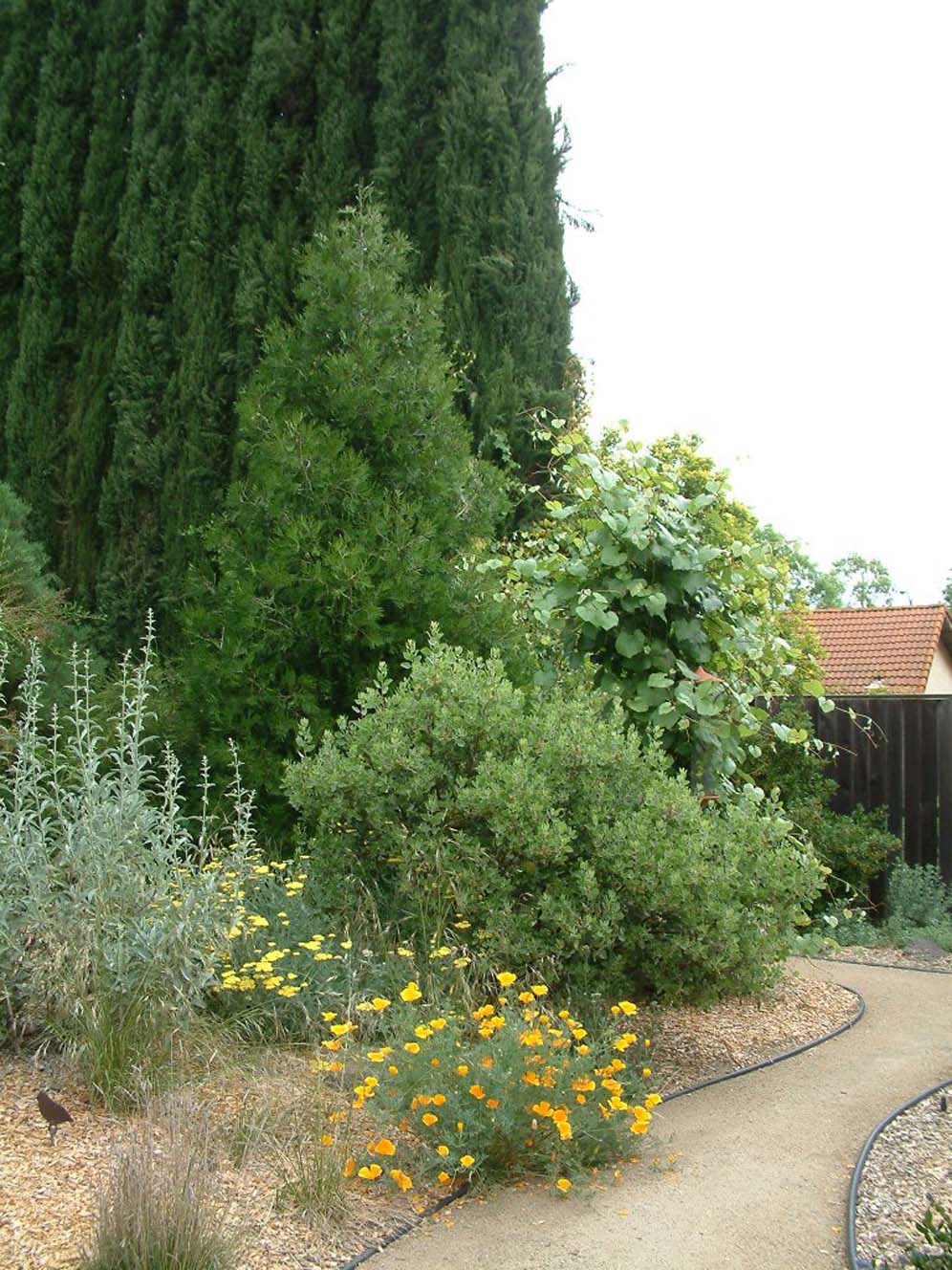 Tower of Green in the Backyard