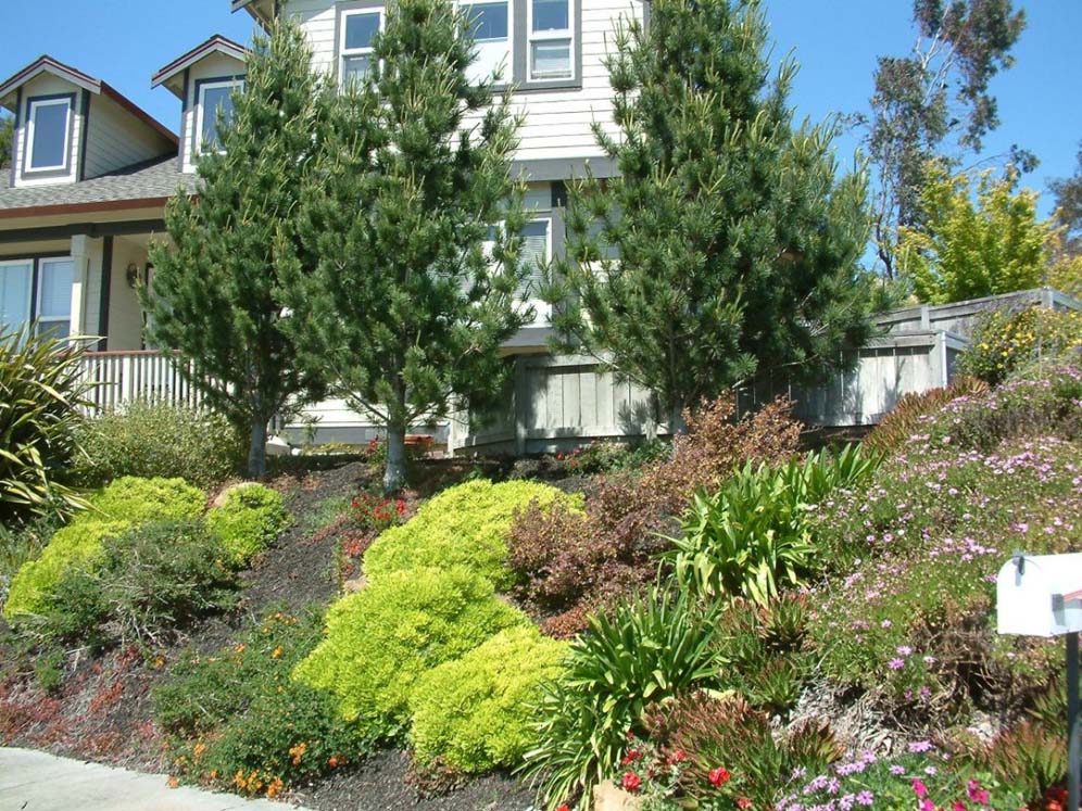 Lime Green on Hillside