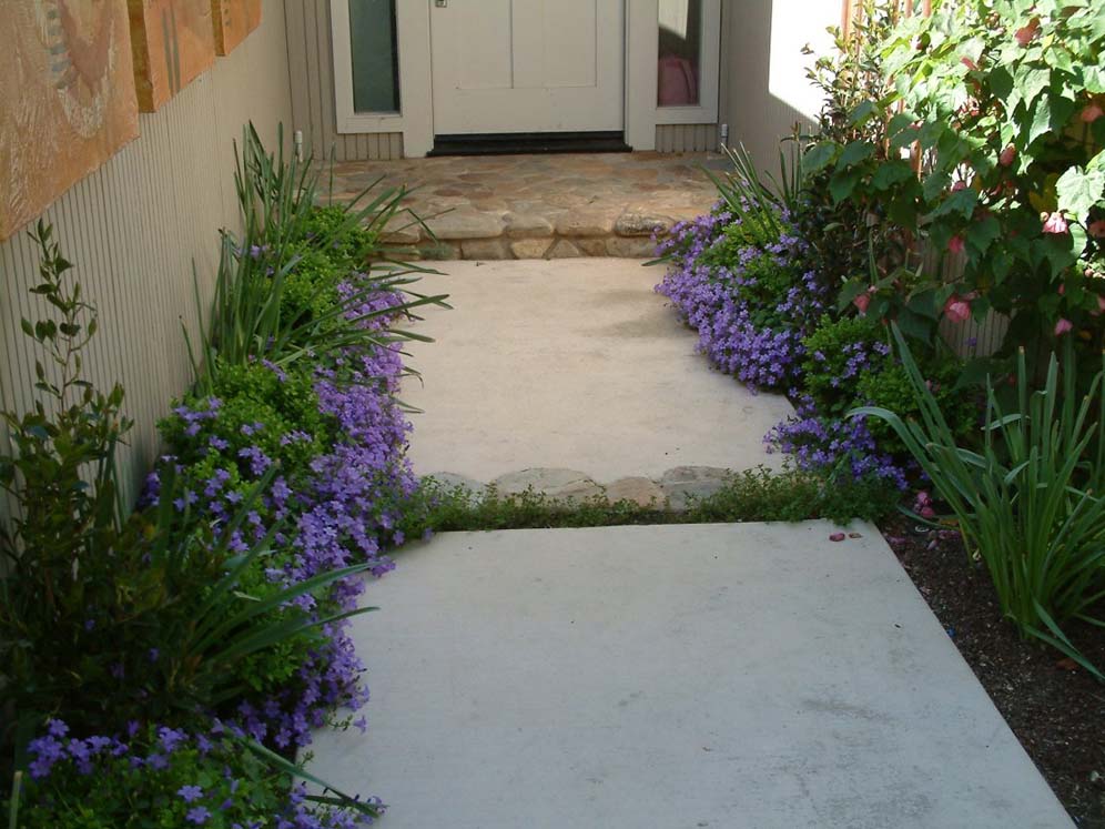 Lavender Border Along the Walkway