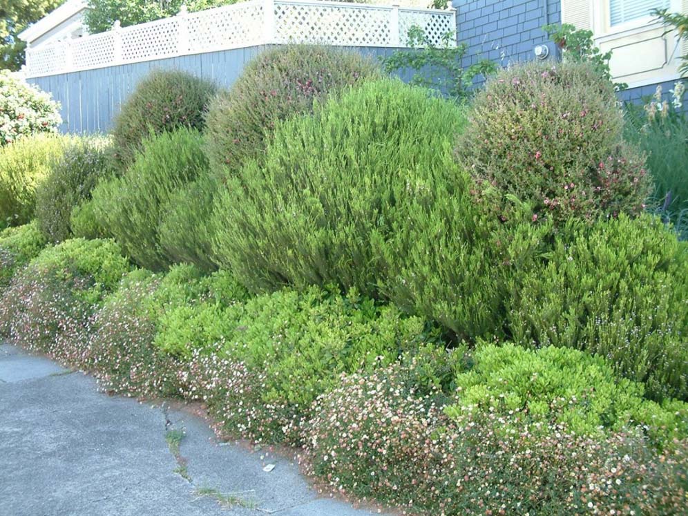 Mounds of Perennials