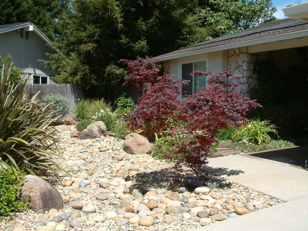 Japanese Maple Glory