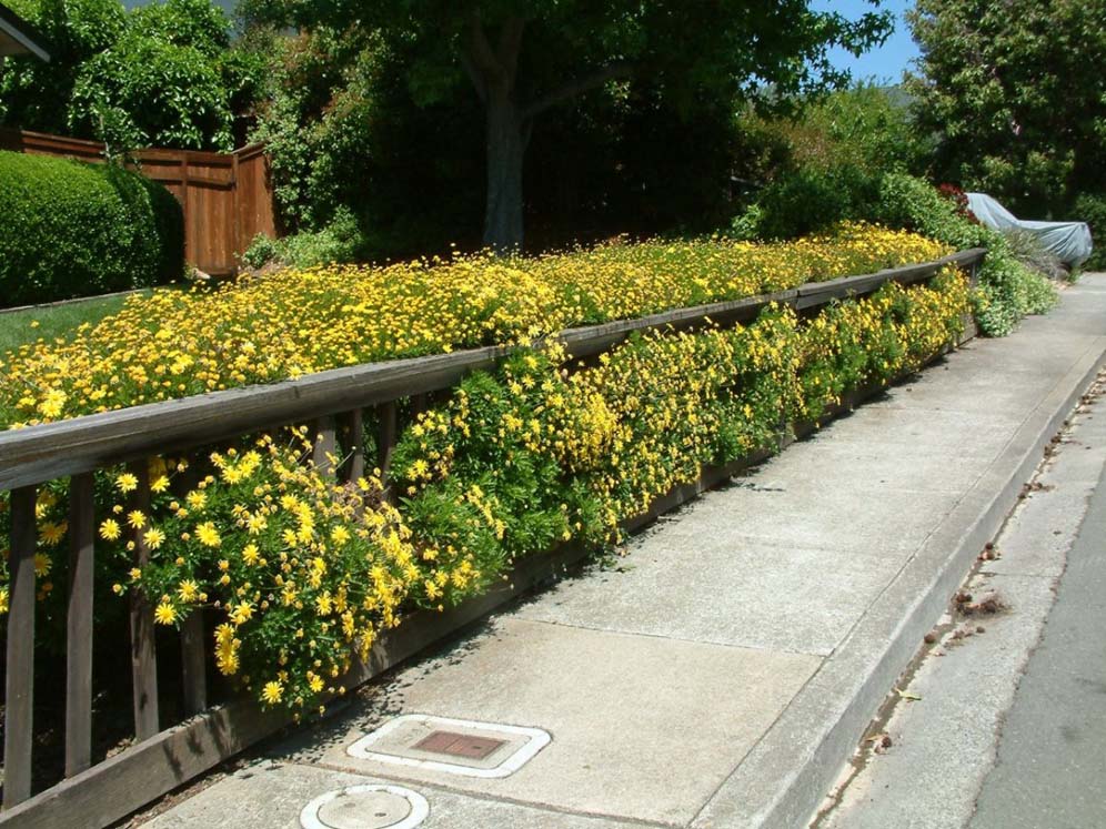 Yellow Flower Wall