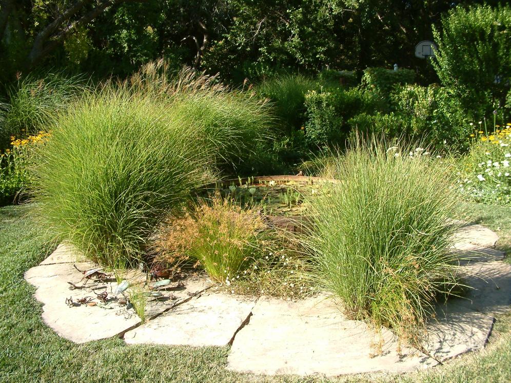 Ornamental Grass Garden11