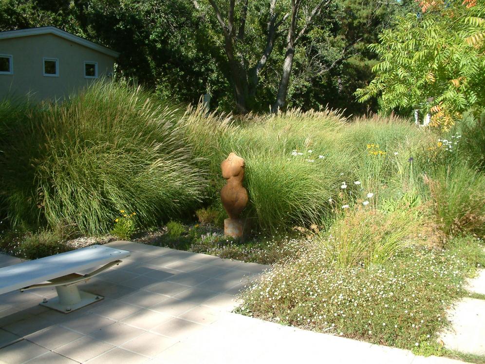 Ornamental Grass Garden15