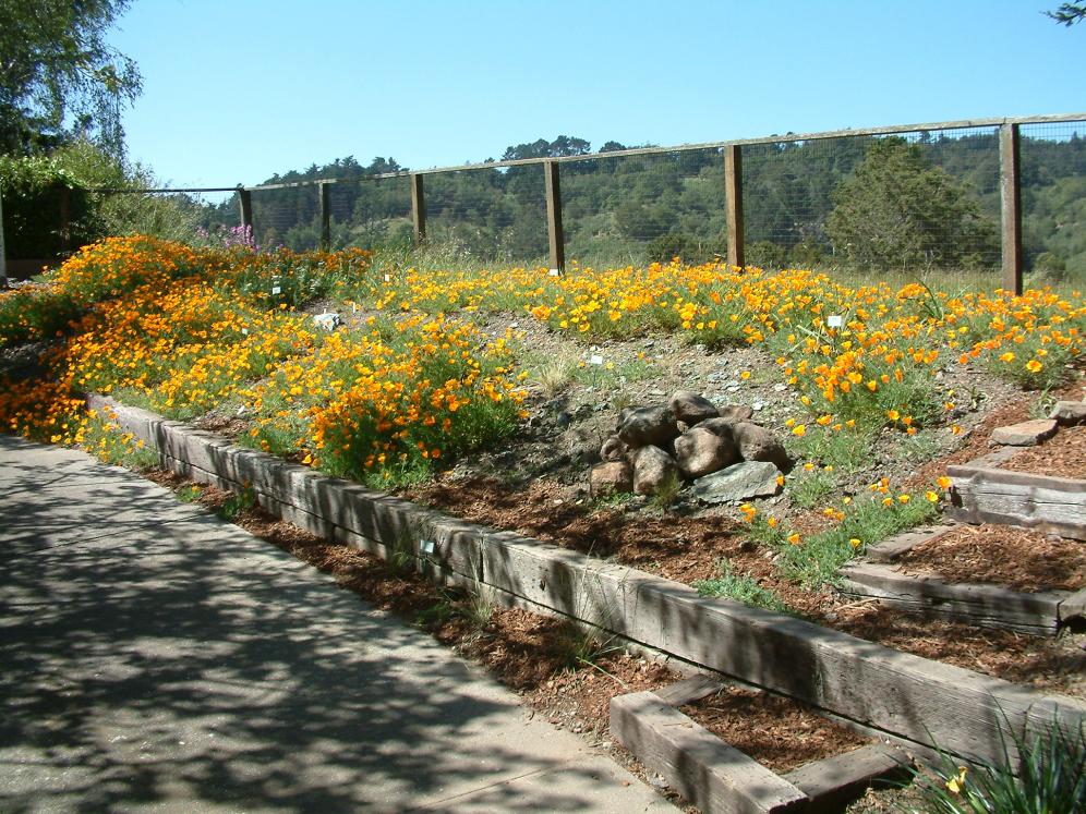 Poppy Garden8