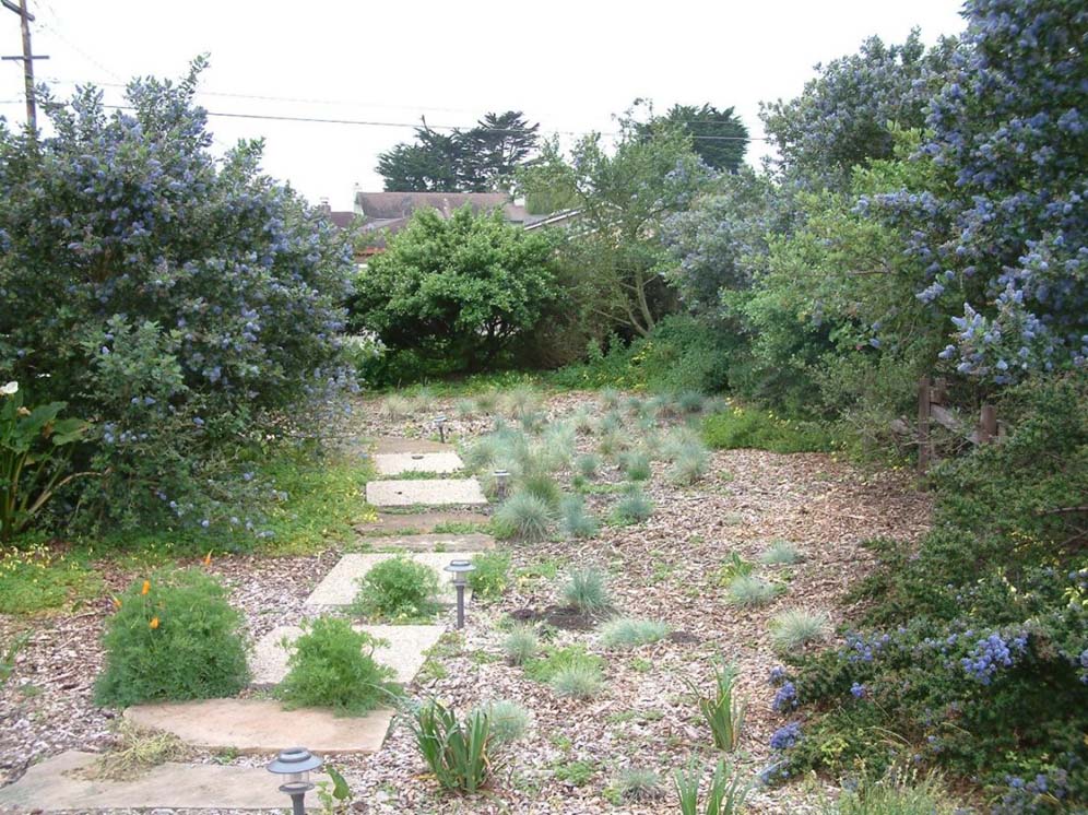 Wild-Look Garden