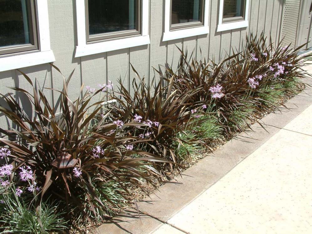 Flax and Society Garlic Border