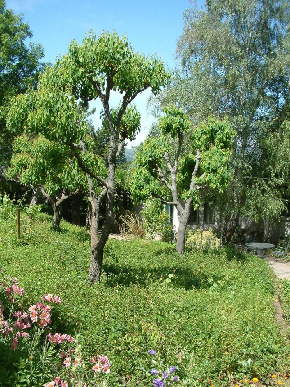 Tree Forest