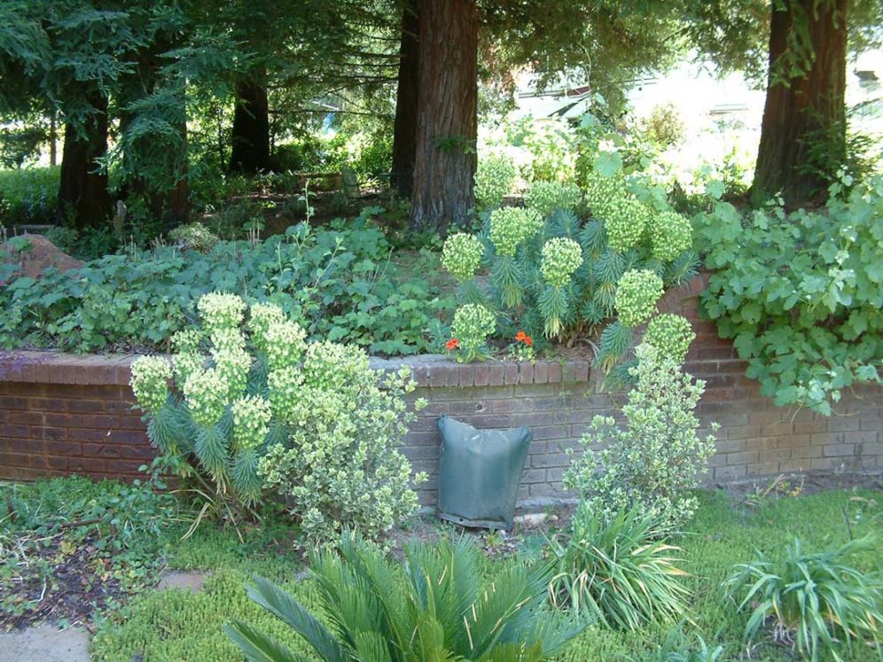 Euphorbia and Friends