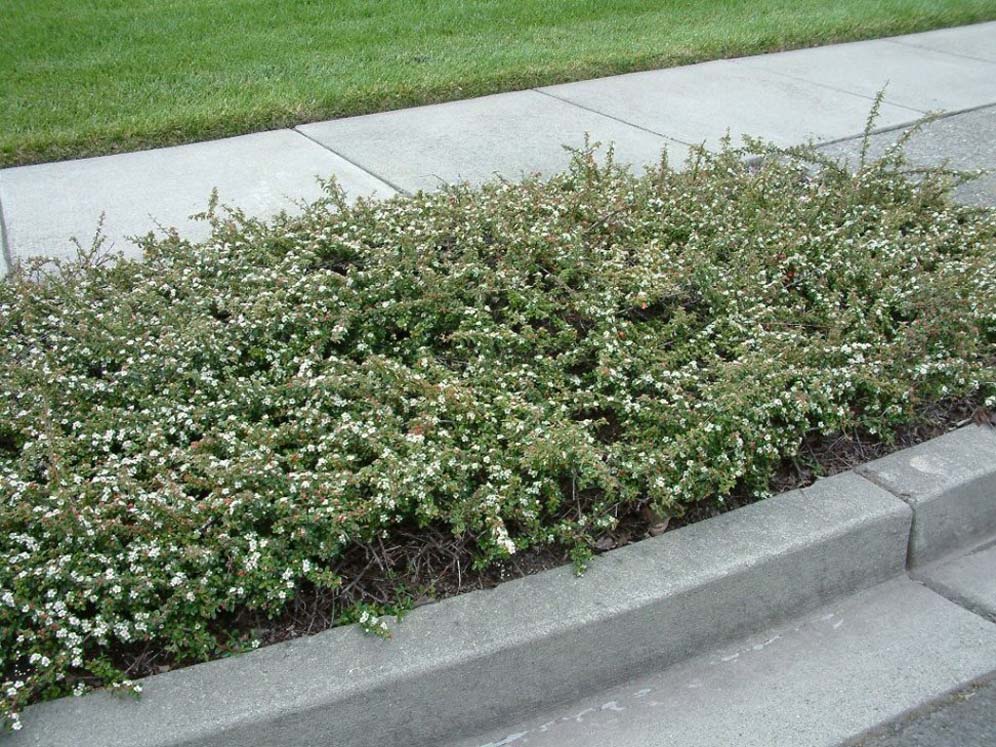 Pyracantha Strip