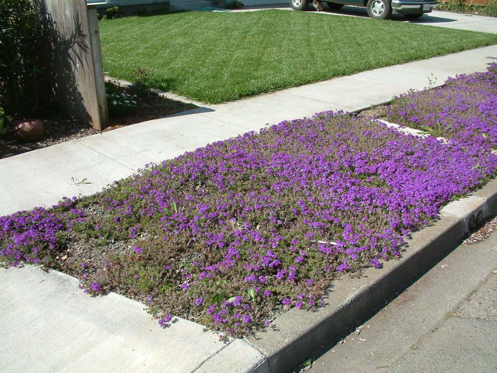 Verbena Strip