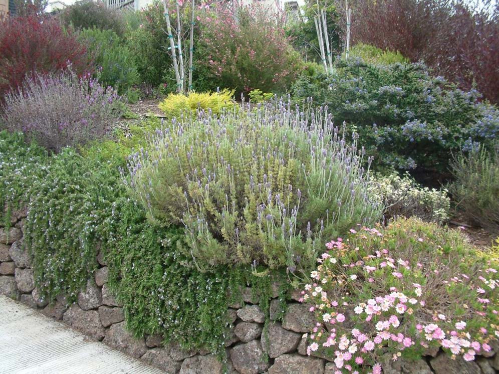 Hillside Beauty Shrub Border