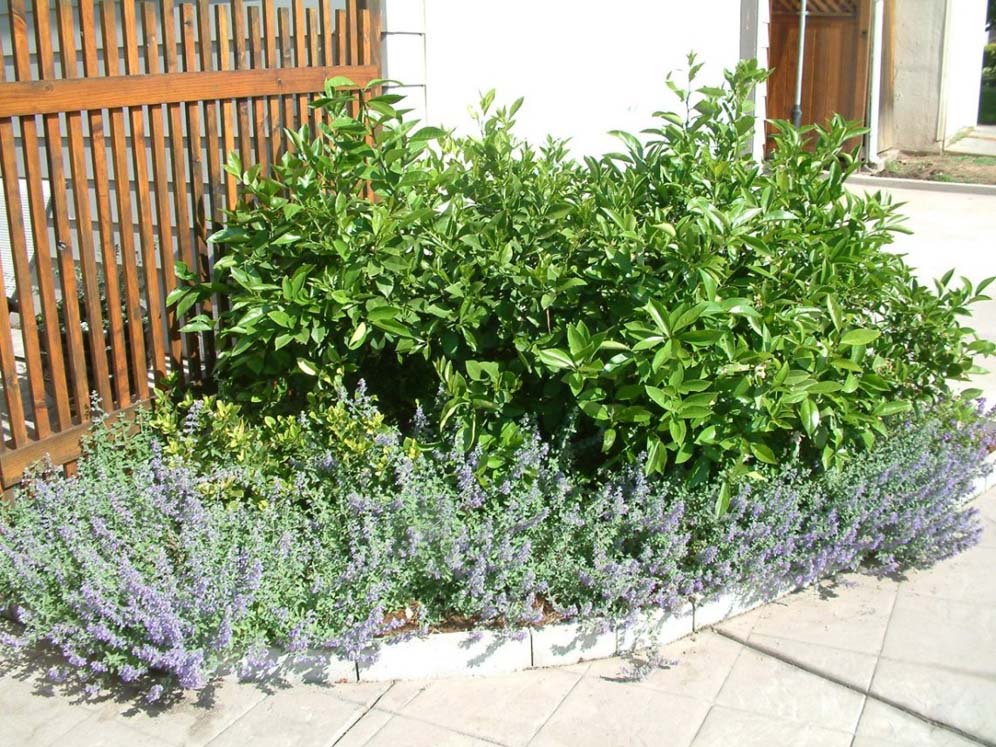 Simple but Sweet Shrub Border