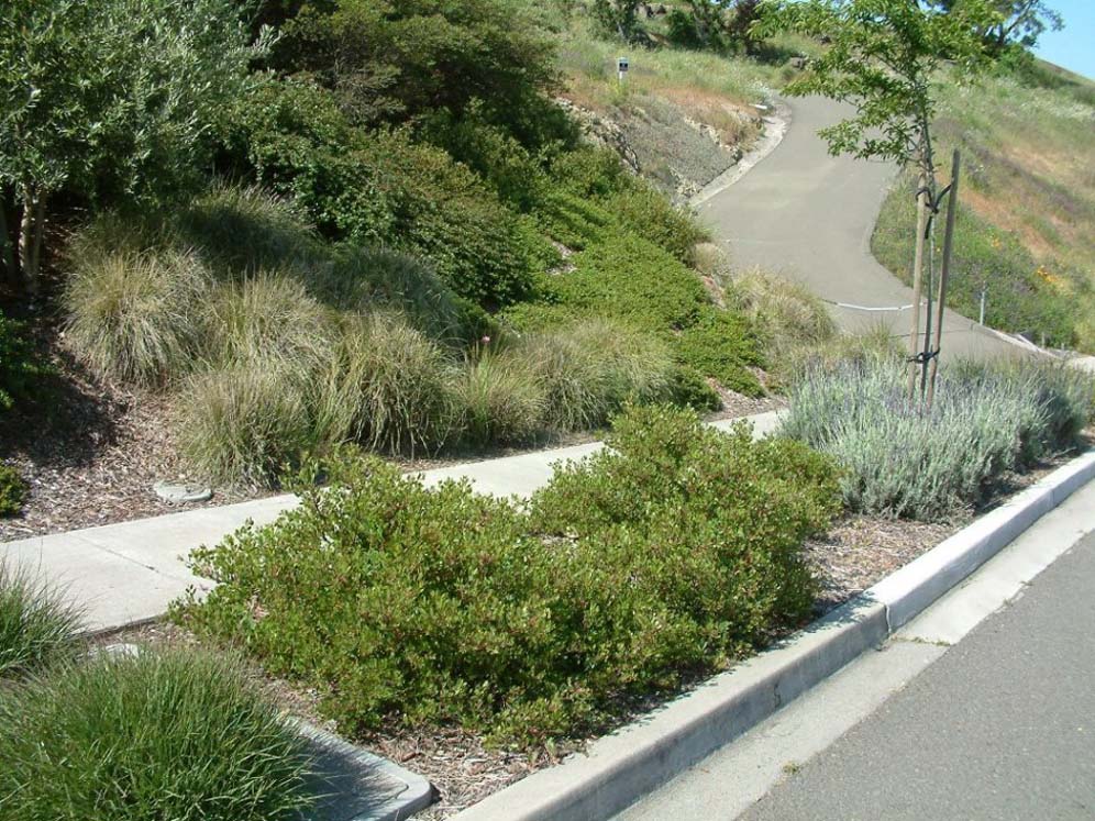 Manzanita in Parking Strip