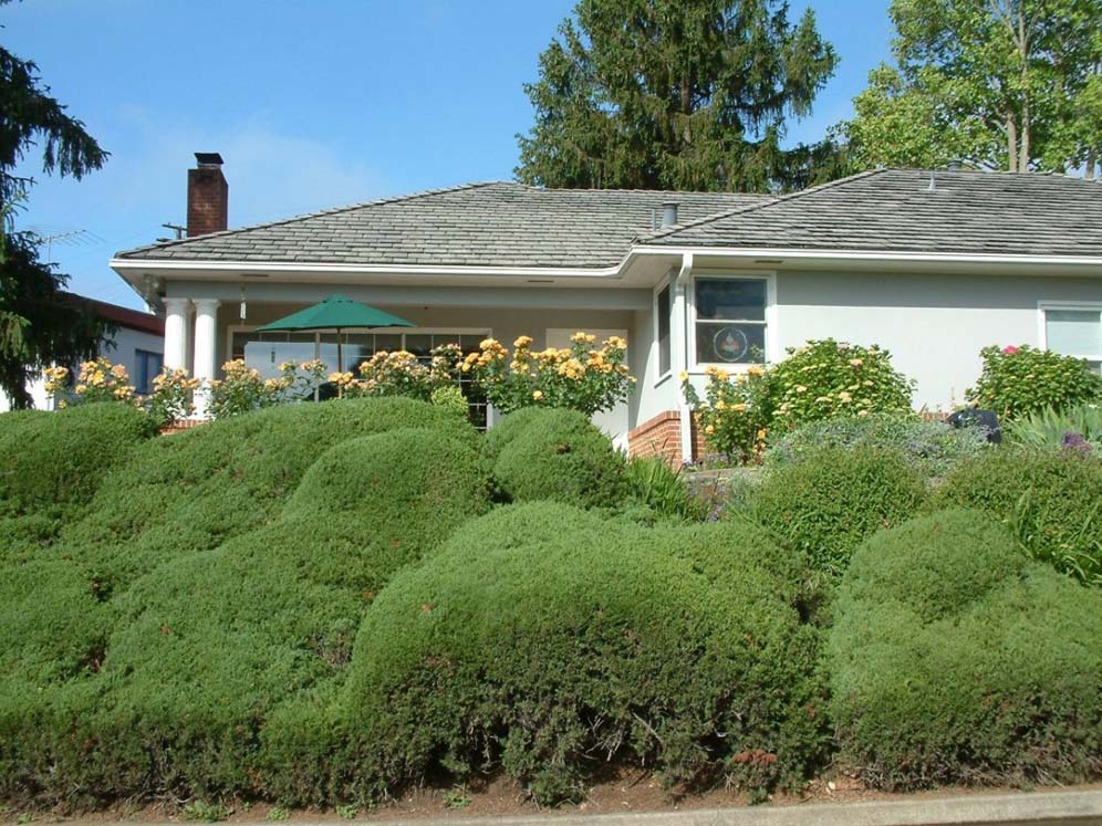 Undulating Shrubs