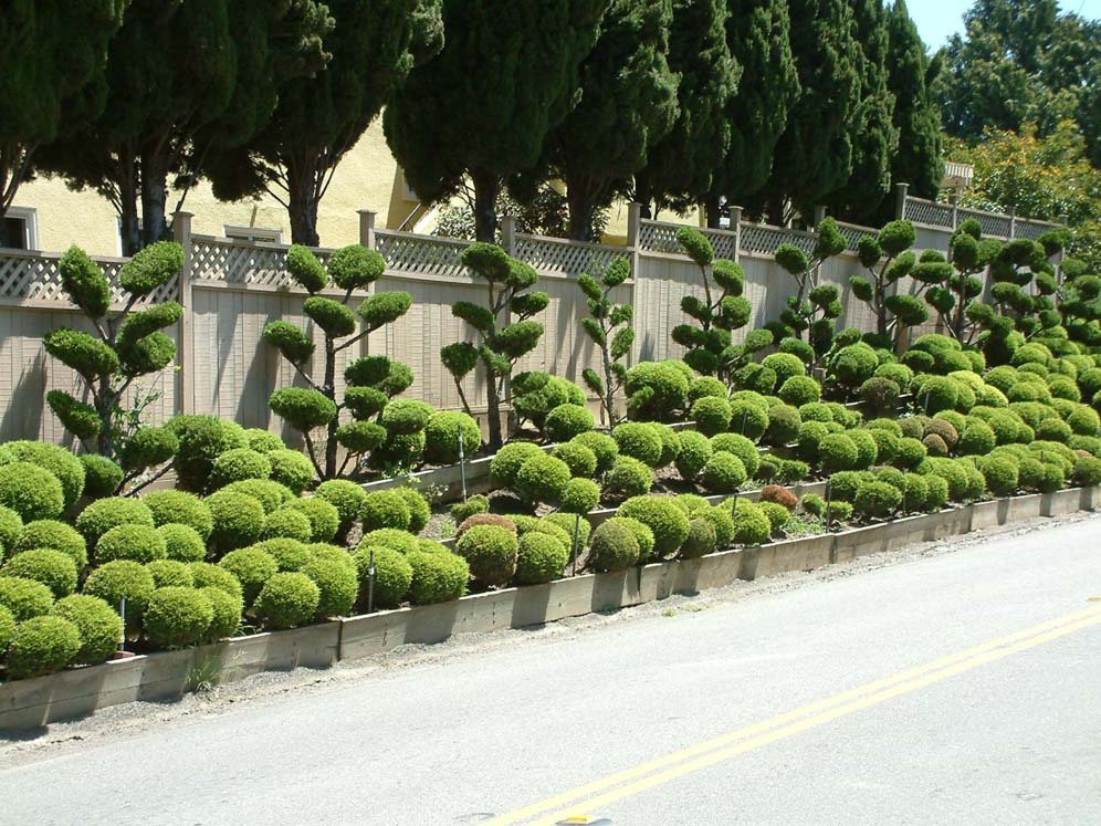 Topiary Row