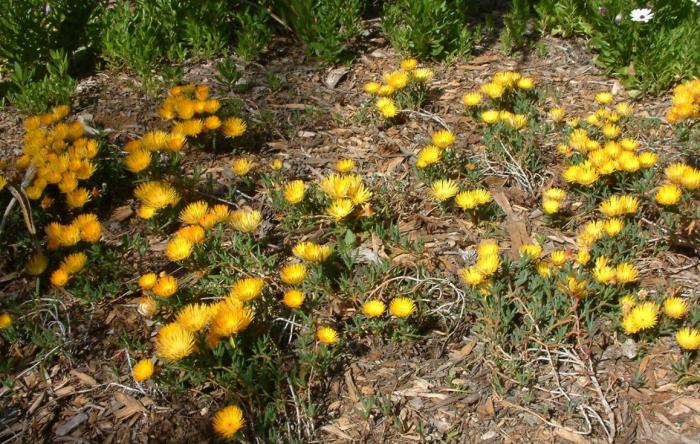 Plant photo of: Malephora lutea