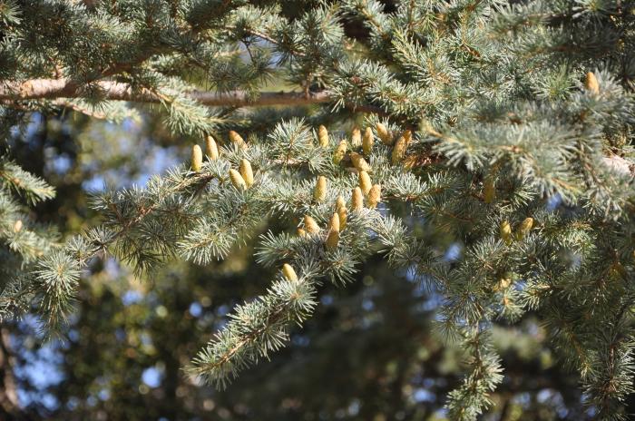 Plant photo of: Cedrus atlantica 'Glauca'