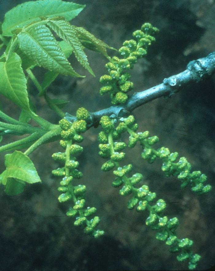 Plant photo of: Juglans nigra