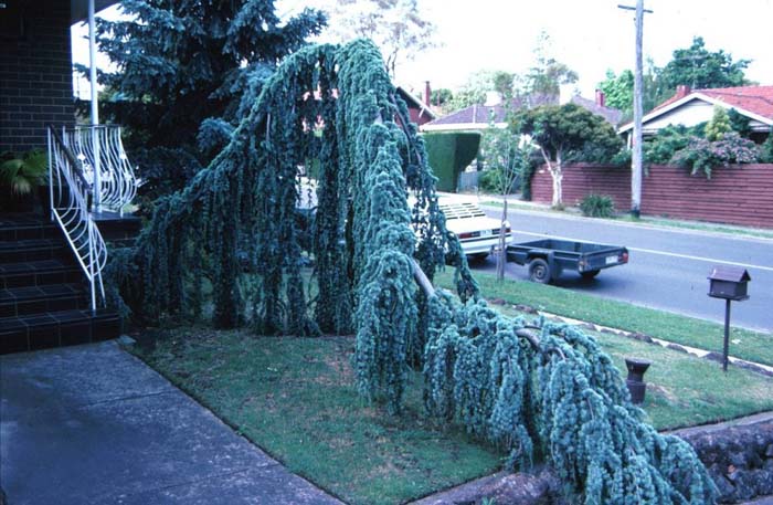 Plant photo of: Cedrus atlantica 'Pendula'