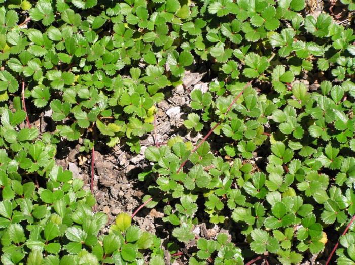 Plant photo of: Fragaria chiloensis