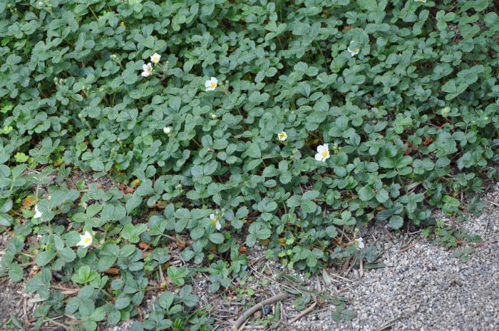 Plant photo of: Fragaria chiloensis