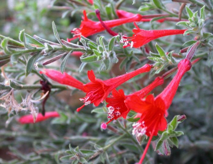 Plant photo of: Zauschneria californica