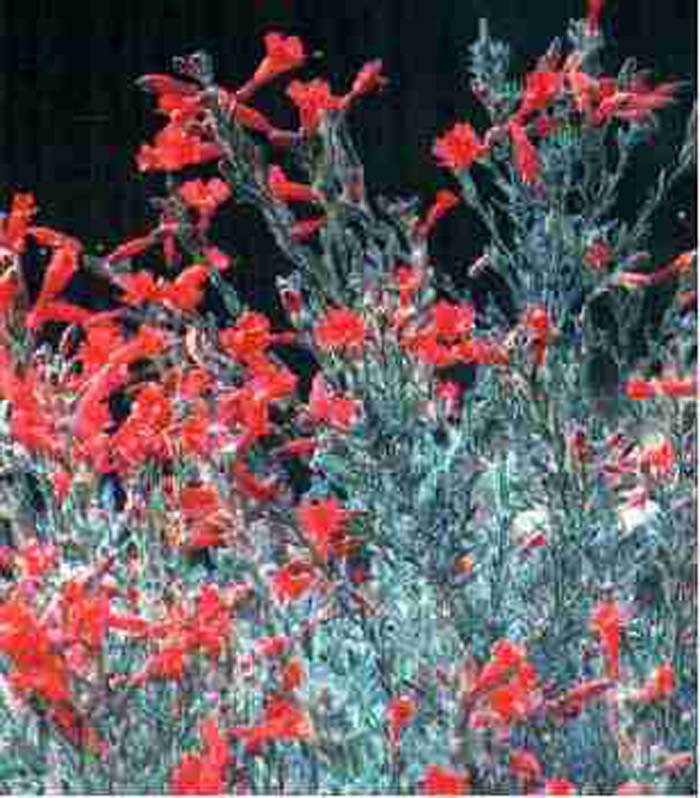 Plant photo of: Zauschneria californica