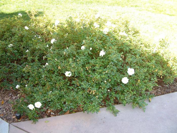 Plant photo of: Rosa Ground Cover varieties