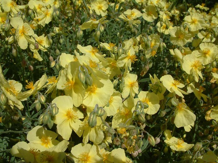 Plant photo of: Oenothera stubbei